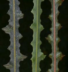Image: P.B. Heenan © Landcare Research 2014 